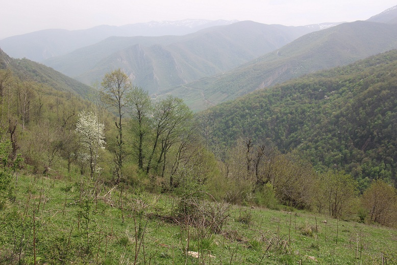 Caspian Hyrcanian Mixed Forests